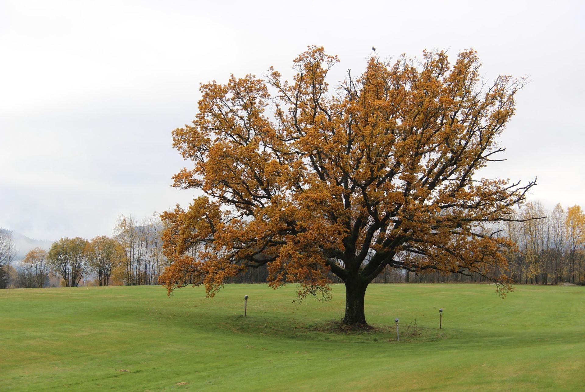 Sande Golfbane