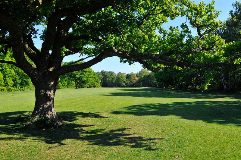 Wimbledon Common Golf Club & London Scottish Golf Club